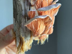 你絕對不敢相信你的眼睛，紙做的蘑菇居然難辨真假